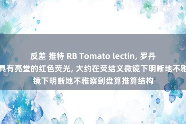 反差 推特 RB Tomato lectin， 罗丹明秀丽番茄凝集素具有亮堂的红色荧光， 大约在荧结义微镜下明晰地不雅察到盘算推算结构